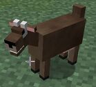Female Goat