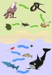FoodChain.png