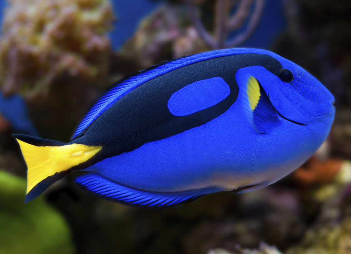 Ray-Finned Fishes
Blue Tang
(paracanthus hepatus)
