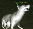 A court stalker