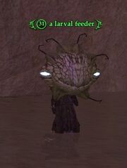 A larval feeder