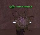A larval feeder