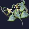 Wild honeysuckle (Visible).jpg