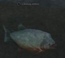 Shining nibbler (Castleview Hamlet)
