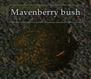 Bountiful Berries
