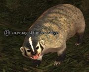Enraged timber badger