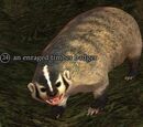 An enraged timber badger