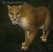 Highland lion cub