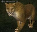 A highland lion cub