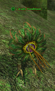 A deadly bloodbloom