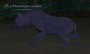 Marrowjaw cackler