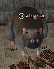 A large rat