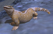 A cobalt lizard