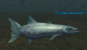 A large valetail trout
