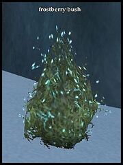 Frostberry bush
