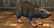 Race rat