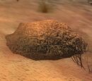 An oily mass
