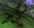 A faeicia herb.jpg