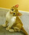 Donation Kitty.jpg
