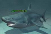 Ebon Tooth