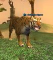 A boldstripe tigress.jpg