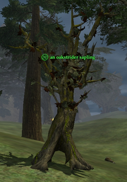 An oakstrider sapling