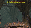A briarthorn creeper