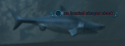 An Iceclad sleeper shark