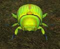 Race beetle.jpg