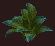 Leafy Vernal Shrub (Visible)