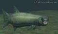 Coldwind barracuda.jpg