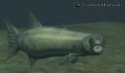 Coldwind barracuda