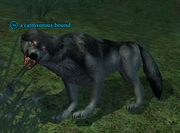A carnivorous hound