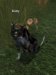 Kitty