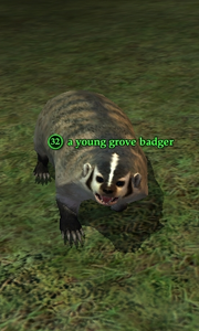 A young grove badger