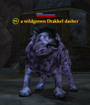 A wildgrown Drakkel dasher