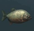 Race piranha.jpg