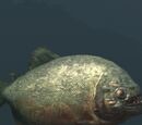 A backwater piranha