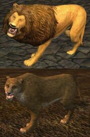 Race lion
