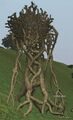 A thorn briar.jpg