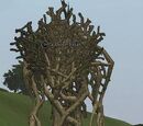 A thorn briar