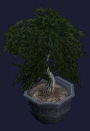 A harmonious bonsai (visible)