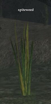 Spiteweed