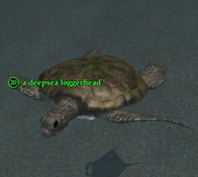 A deepsea loggerhead