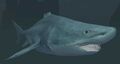 Race shark.jpg