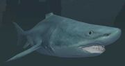 Race shark