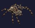 Race spider.jpg