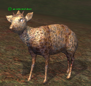 An infected deer