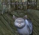 An abandoned kitty