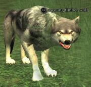A young timber wolf